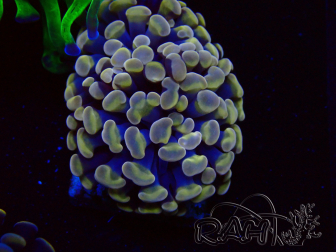 WYSIWYG Euphyllia paraancora (Mariculture acclimated under LED) 4H3