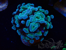 WYSIWYG Euphyllia paraancora (Mariculture acclimaté sous LED) 4D10