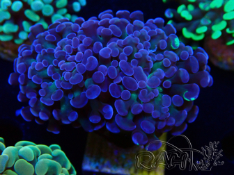 WYSIWYG Euphyllia paraancora (Mariculture acclimaté sous LED) 4E1