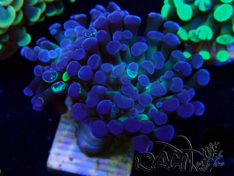 WYSIWYG Euphyllia paraancora (Mariculture acclimaté sous LED) 4E2