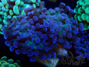 WYSIWYG Euphyllia paraancora (Marikultur akklimatisiert unter LED) 4E3