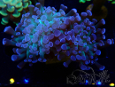 WYSIWYG Euphyllia paraancora (Mariculture acclimated under LED) 4E4