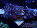 WYSIWYG Euphyllia paraancora (Mariculture acclimated under LED) 4E5