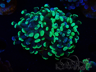 WYSIWYG Euphyllia paraancora (Acclimatato da maricoltura sotto LED) 4E6