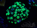 WYSIWYG Euphyllia paraancora (Mariculture acclimated under LED) 4E5