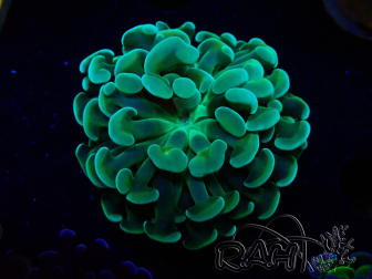 WYSIWYG Euphyllia paraancora (Mariculture acclimated under LED) 4E6