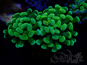WYSIWYG Euphyllia paraancora (Mariculture acclimated under LED) 4E5