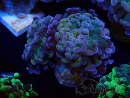 WYSIWYG Euphyllia paraancora (Maricultura aclimatada bajo LED) 4E6