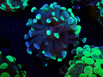 WYSIWYG Euphyllia paraancora (Maricultured acclimated under LED) 4F1