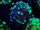 WYSIWYG Euphyllia paraancora (Maricultura acclimatata sotto LED) 4F1