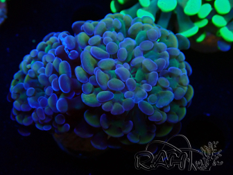 WYSIWYG Euphyllia paraancora (Maricoltura acclimatata sotto LED) 4F2
