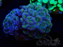 WYSIWYG Euphyllia paraancora (Mariculture acclimated under LED) 4F2