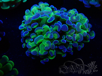 WYSIWYG Euphyllia paraancora (Maricultured acclimated under LED) 4F3
