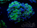 WYSIWYG Euphyllia paraancora (Marikultur unter LED akklimatisiert) 4F3