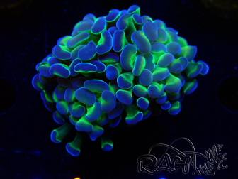 WYSIWYG Euphyllia paraancora (Mariculture acclimaté sous LED) 4F4