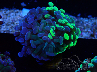 WYSIWYG Euphyllia paraancora (Mariculture acclimaté sous LED) 4F5