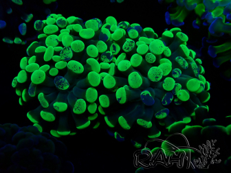 WYSIWYG Euphyllia paraancora (Mariculture acclimated under LED) 4F6