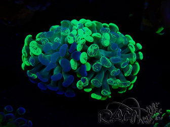 WYSIWYG Euphyllia paraancora (Mariculture acclimaté sous LED) 4F8