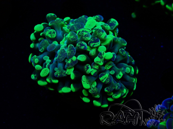 WYSIWYG Euphyllia paraancora (Maricultura aclimatada bajo LED) 4F6