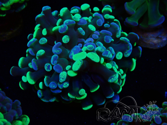 WYSIWYG Euphyllia paraancora (Mariculture acclimated under LED) 4F10