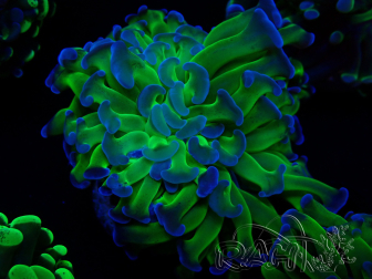 WYSIWYG Euphyllia paraancora  (Mariculture acclimaté sous LED) 4G1