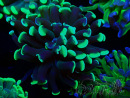 WYSIWYG Euphyllia paraancora (Maricoltura acclimatata sotto LED) 4G2