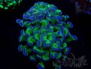 WYSIWYG Euphyllia paraancora (Maricultura aclimatada bajo LED) 4G4