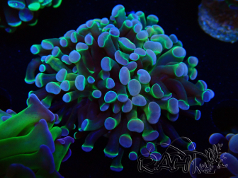 WYSIWYG Euphyllia paraancora (Maricultura aclimatada bajo LED) 4G6