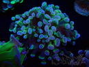 WYSIWYG Euphyllia paraancora (Maricultura aclimatada bajo LED) 4G6