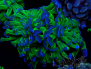 WYSIWYG Euphyllia paraancora (Mariculture acclimaté sous LED) 4G7
