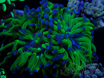 WYSIWYG Euphyllia paraancora (Mariculture acclimaté sous LED) 4G6