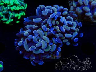 WYSIWYG Euphyllia paraancora (Mariculture acclimaté sous LED) 4G9