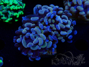WYSIWYG Euphyllia paraancora (Mariculture acclimaté sous LED) 4G5