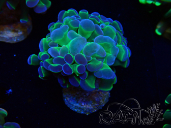 WYSIWYG Euphyllia paraancora (Maricultura aclimatada bajo LED) 4G6