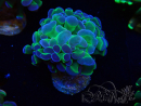 WYSIWYG Euphyllia paraancora (Maricultura aclimatada bajo LED) 4G6