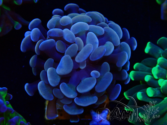 WYSIWYG Euphyllia paraancora (Mariculture acclimaté sous LED) 4H1