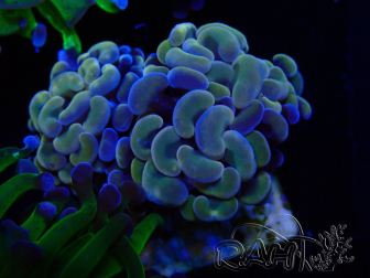 WYSIWYG Euphyllia paraancora (Maricoltura acclimatata sotto LED) 4H2