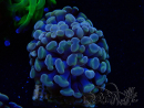 WYSIWYG Euphyllia paraancora (Mariculture acclimated under LED) 4H3