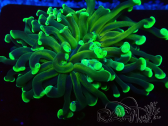 WYSIWYG Euphyllia ancora (Marikultur akklimatisiert unter LED) 1 (Skelett 7 cm/Geöffnet 9 cm)