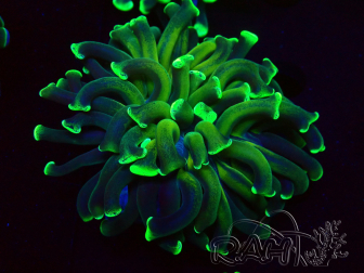 WYSIWYG Euphyllia ancora (Marikultur, akklimatisiert unter LED) 10 (Skelett 7 cm/Geöffnet 11 cm)