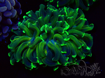 WYSIWYG Euphyllia ancora (Marikultur unter LED akklimatisiert) 11 (Skelett 7 cm/Geöffnet 12 cm)