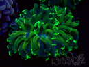 WYSIWYG Euphyllia ancora (Mariculture acclimaté sous LED) 18A3 (Skeleton 5 cm/Open 6.5 cm)