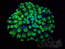 WYSIWYG Euphyllia ancora (Maricultura acclimatata sotto LED) 12 (Scheletro 8 cm/Aperto 11 cm)