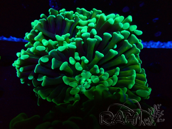 WYSIWYG Euphyllia ancora (Marikultur unter LED akklimatisiert) 13 (Skelett 5 cm/Geöffnet 10 cm)