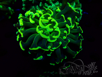 WYSIWYG Euphyllia ancora (Marikultur unter LED akklimatisiert) 14 (Skelett 7 cm/Geöffnet 11 cm)