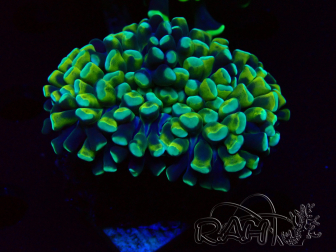 WYSIWYG Euphyllia ancora (Marikultur, akklimatisiert unter LED) 15 (Skelett 5 cm/Geöffnet 10 cm)