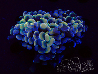 WYSIWYG Euphyllia ancora (Marikultur, akklimatisiert unter LED) 16 (Skelett 5 cm/Geöffnet 9 cm)