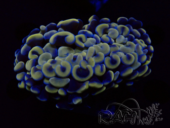 WYSIWYG Euphyllia ancora (Marikultur unter LED akklimatisiert) 17 (Skelett 5 cm/Geöffnet 10 cm)