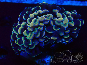 WYSIWYG Euphyllia ancora (Marikultur unter LED akklimatisiert) 18 (Skelett 5 cm/Geöffnet 9 cm)