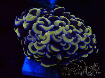 WYSIWYG Euphyllia ancora (Marikultur, akklimatisiert unter LED) 2 (Skelett 7 cm/Geöffnet 10 cm)